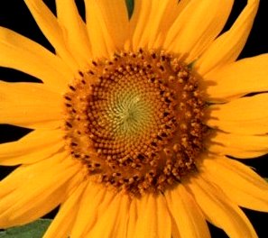 girasol.jpg